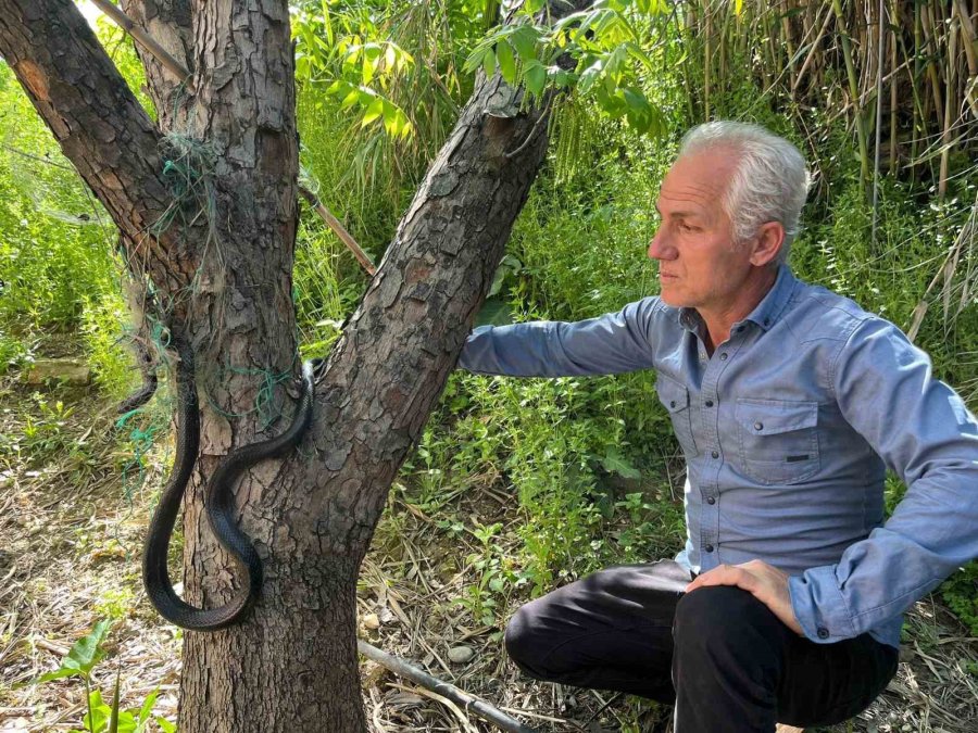 Serik’te Ağlara Dolanan Yılanı İtfaiye Kurtardı