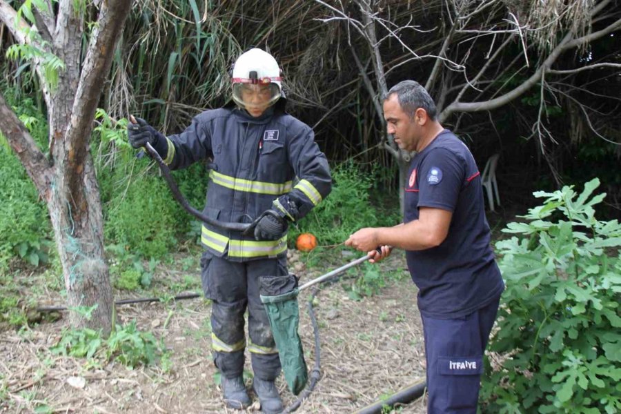 Serik’te Ağlara Dolanan Yılanı İtfaiye Kurtardı