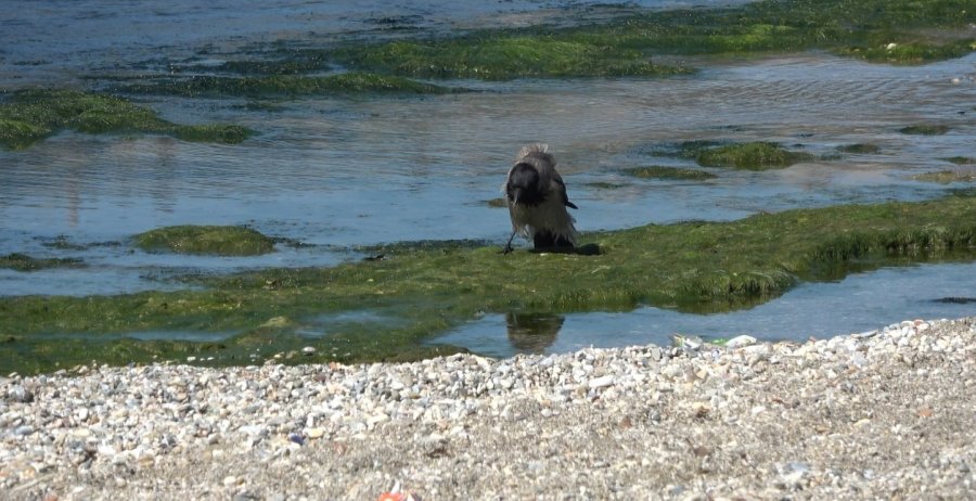Hırsız Karganın ’balık’ Ziyafeti Güldürdü