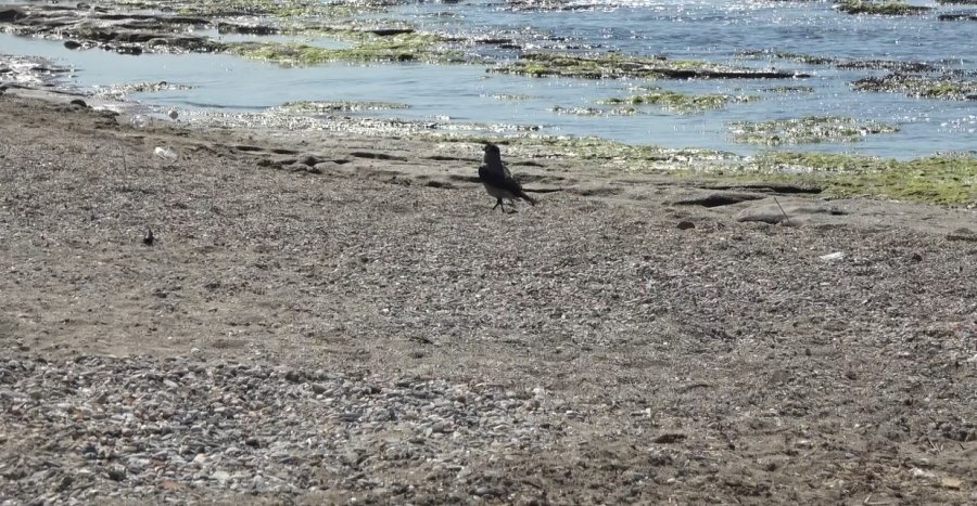 Hırsız Karganın ’balık’ Ziyafeti Güldürdü