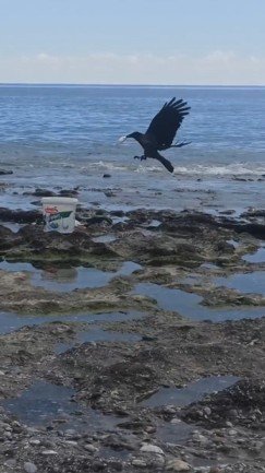 Hırsız Karganın ’balık’ Ziyafeti Güldürdü