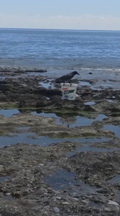 Hırsız Karganın ’balık’ Ziyafeti Güldürdü