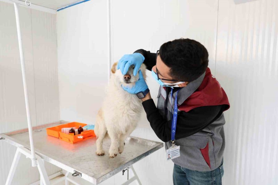 Talas Pati Evi, Sahipsiz Canlara Yuva Oluyor