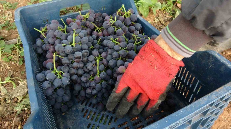 Turfanda ’siyah İnci’ Hasadı Başladı