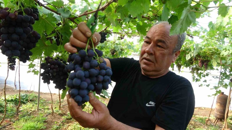 Turfanda ’siyah İnci’ Hasadı Başladı