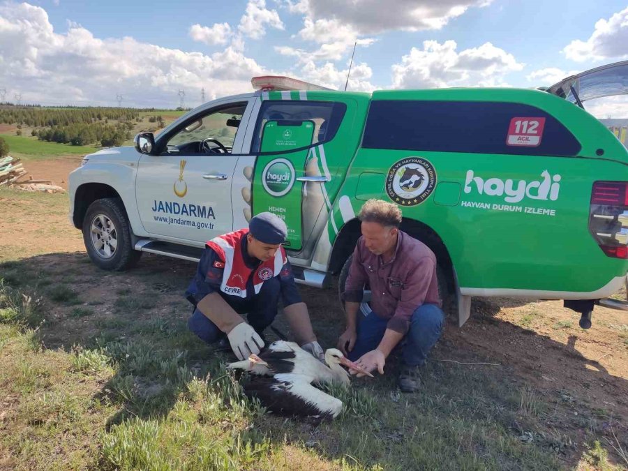 Karaman’da Yaralı Leylek Koruma Altına Alındı