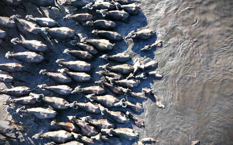 Belgesel Tadında Manda Yolculuğu