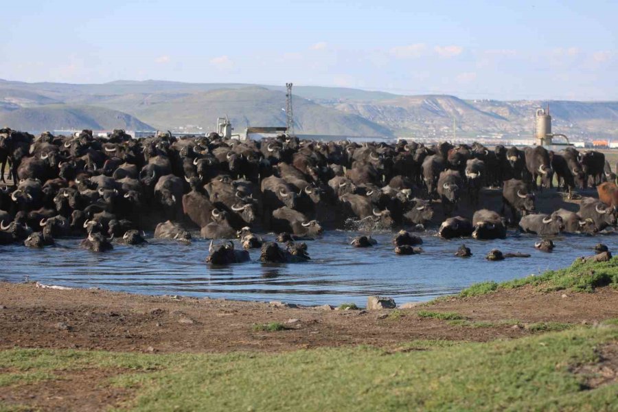 Belgesel Tadında Manda Yolculuğu