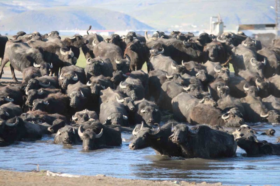 Belgesel Tadında Manda Yolculuğu