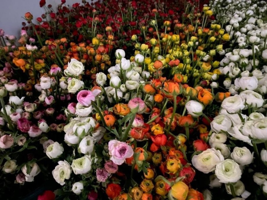 Tarım Antalya’yı İhracatta Sırtladı: Yaş Meyve Sebzede Yüzde 17,7 Artış