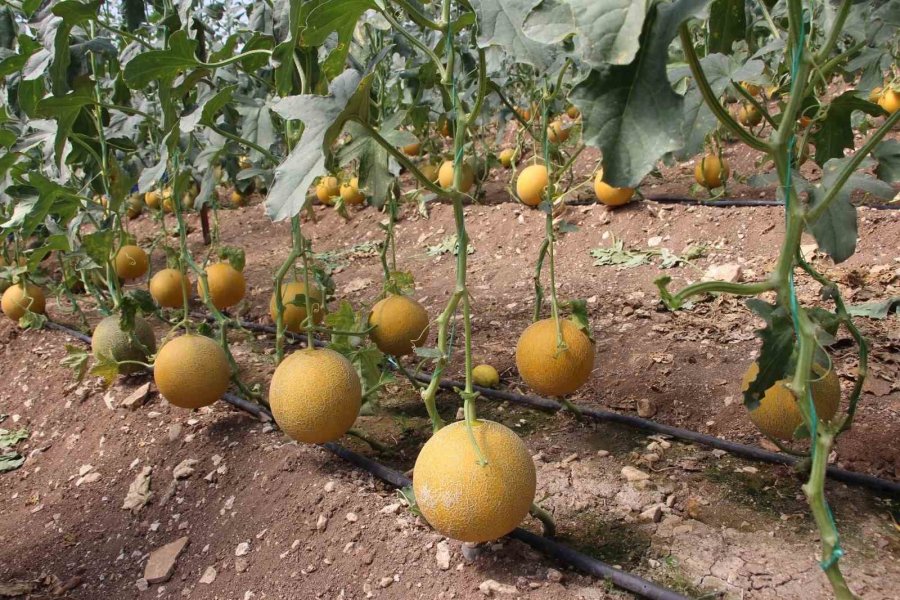 Tarım Antalya’yı İhracatta Sırtladı: Yaş Meyve Sebzede Yüzde 17,7 Artış