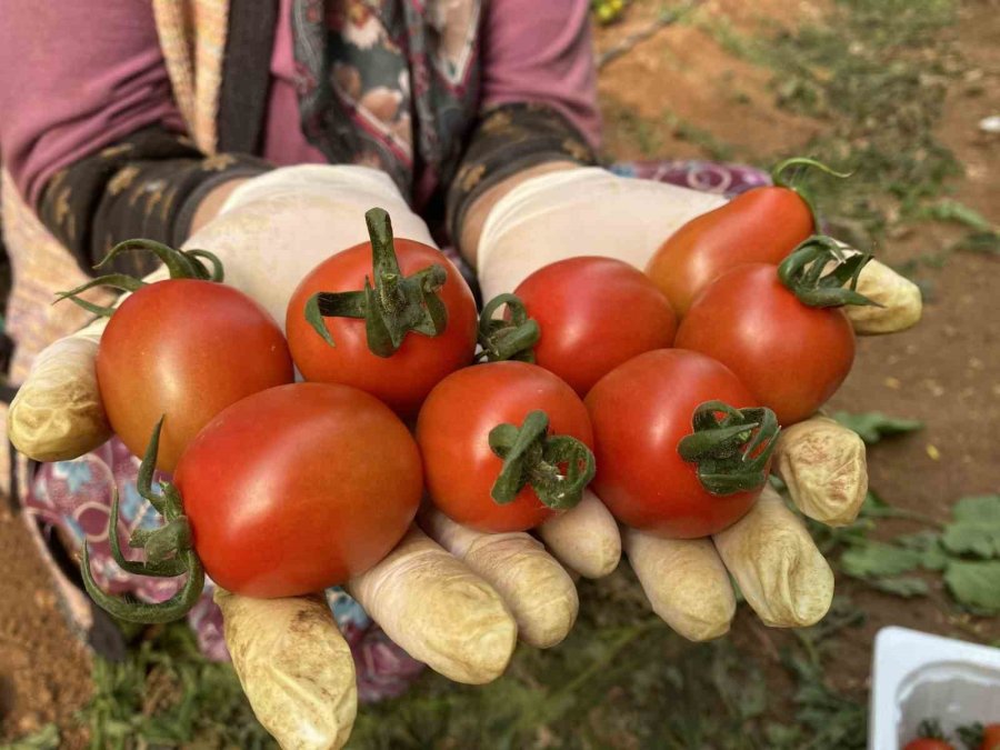 Tarım Antalya’yı İhracatta Sırtladı: Yaş Meyve Sebzede Yüzde 17,7 Artış