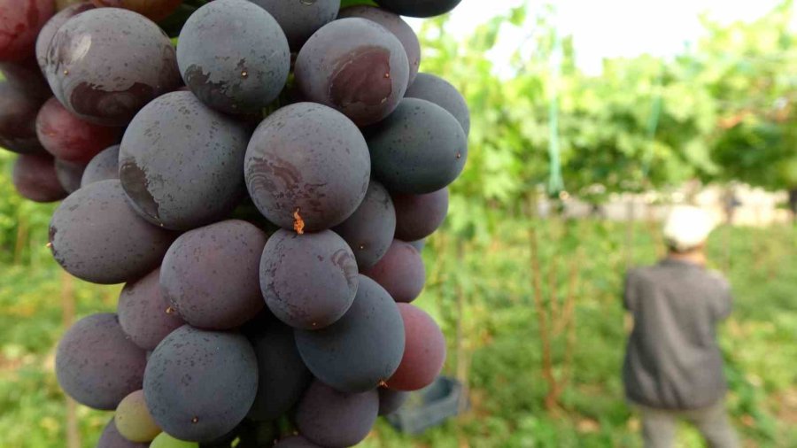 Turfanda ’siyah İnci’ Hasadı Başladı