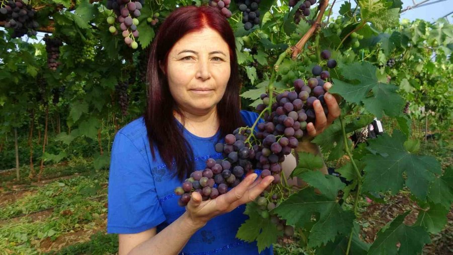 Turfanda ’siyah İnci’ Hasadı Başladı