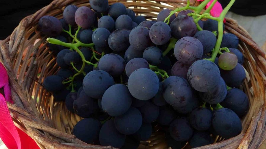 Turfanda ’siyah İnci’ Hasadı Başladı