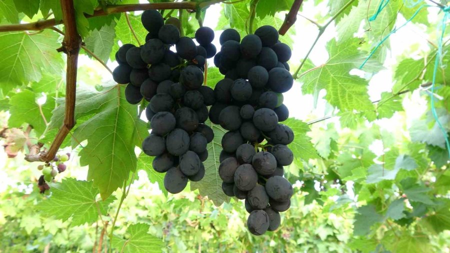 Turfanda ’siyah İnci’ Hasadı Başladı