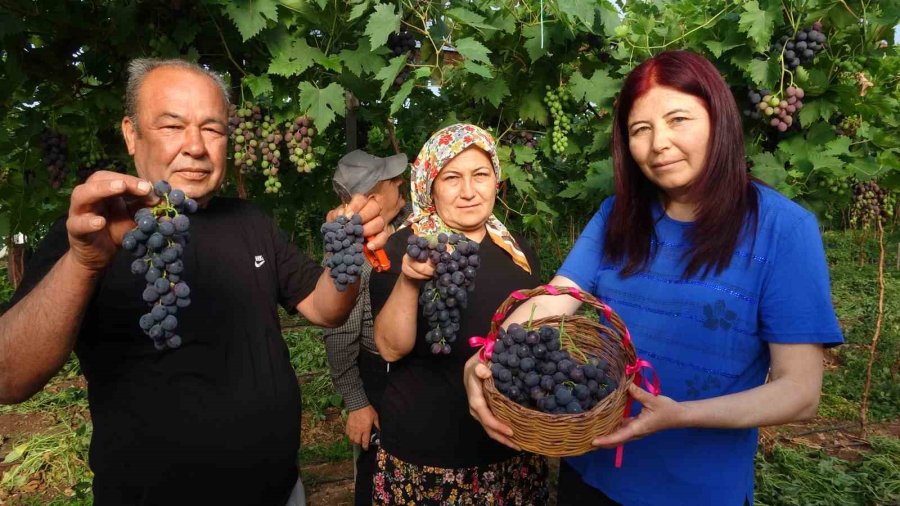 Turfanda ’siyah İnci’ Hasadı Başladı