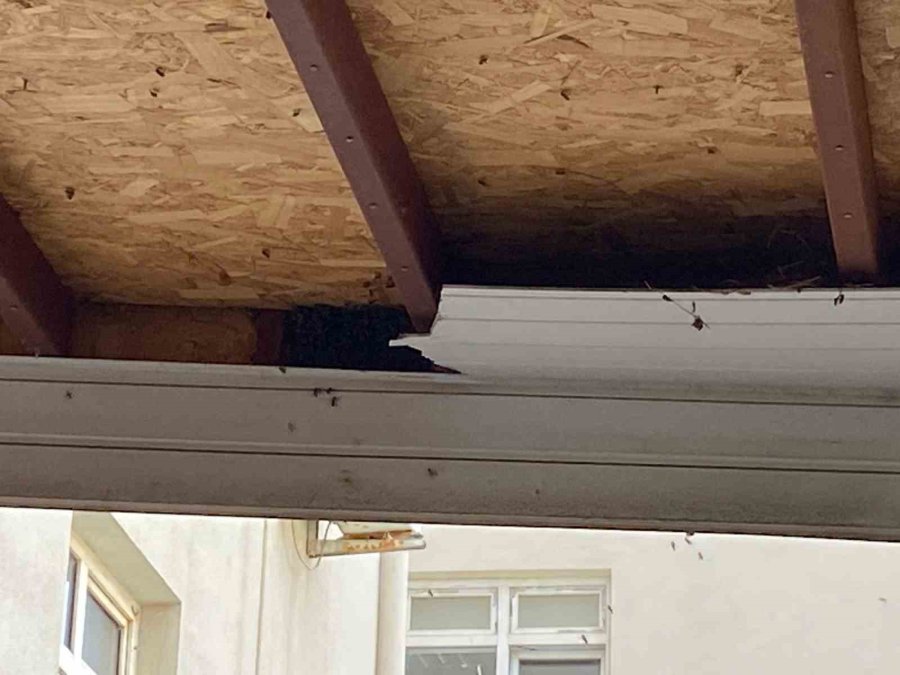 Antalya’da Hastane Bahçesinde Oğul Veren Arılar Toplandı