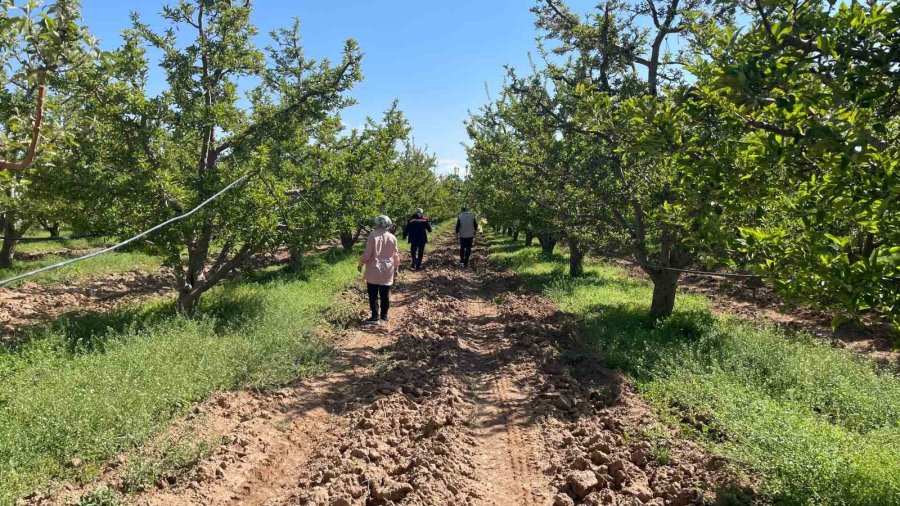 Beyşehir’de Meyve Bahçeleri Hastalık Ve Zararlılara Karşı Yakından Takip Ediliyor