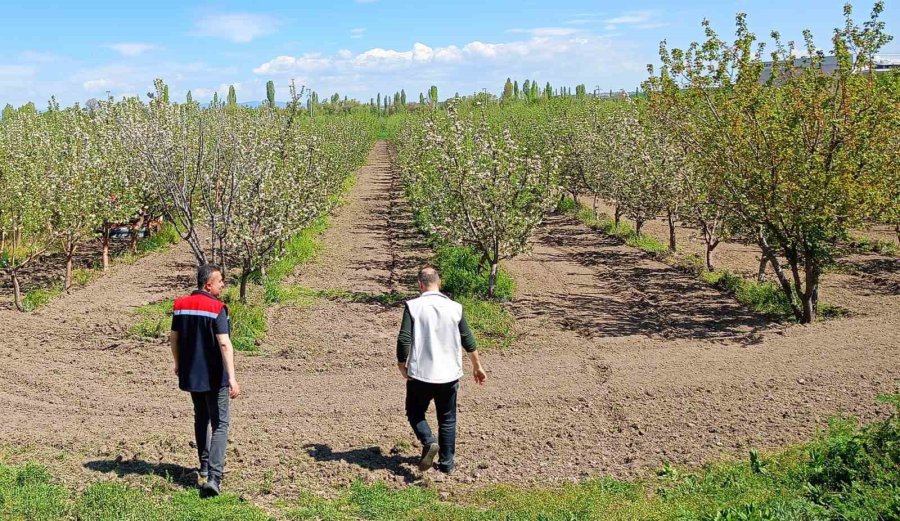 Beyşehir’de Meyve Bahçeleri Hastalık Ve Zararlılara Karşı Yakından Takip Ediliyor