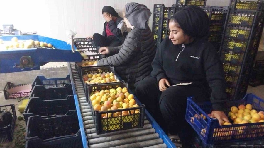Kayısıda Hasat Yoğunlaştı, İhracat Başladı