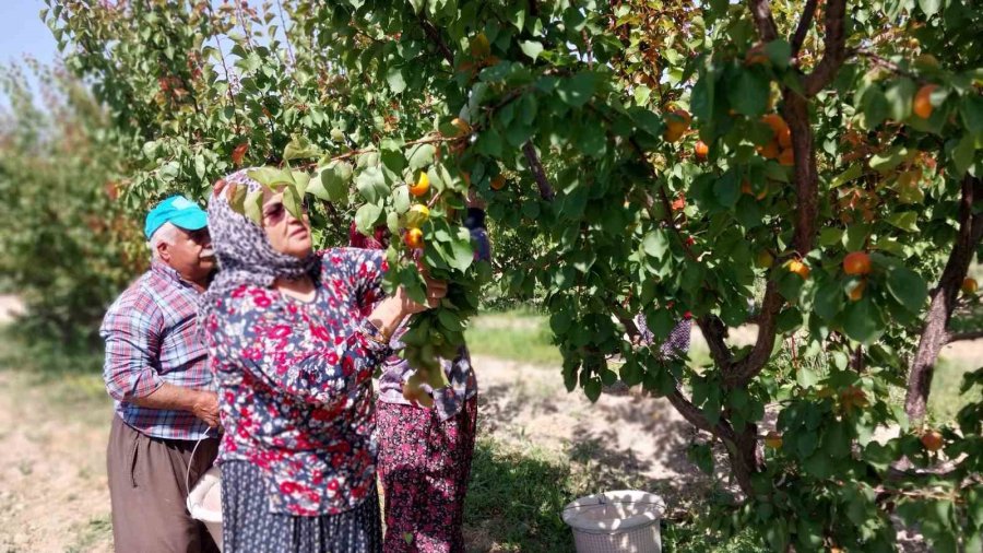 Kayısıda Hasat Yoğunlaştı, İhracat Başladı