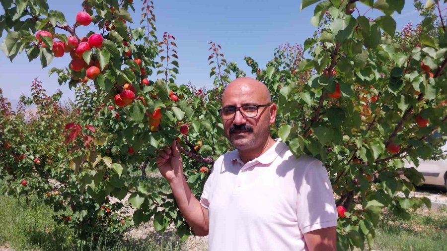 Kayısıda Hasat Yoğunlaştı, İhracat Başladı