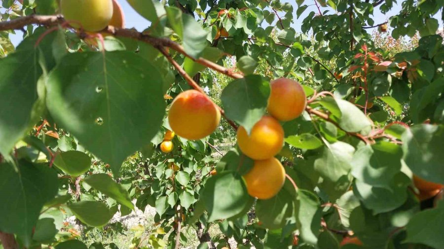 Kayısıda Hasat Yoğunlaştı, İhracat Başladı