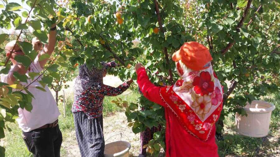 Kayısıda Hasat Yoğunlaştı, İhracat Başladı
