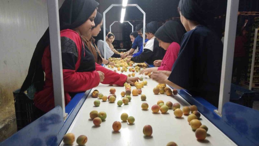 Kayısıda Hasat Yoğunlaştı, İhracat Başladı