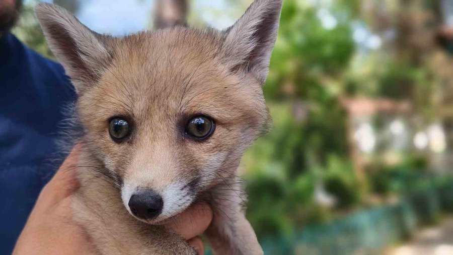 Antalya Doğal Yaşam Parkı’nda Annesiz Misafirlere Anneler Günü Kutlaması