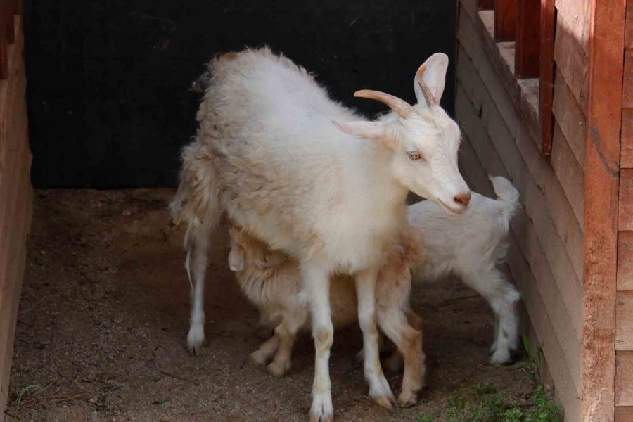 Antalya Doğal Yaşam Parkı’nda Annesiz Misafirlere Anneler Günü Kutlaması