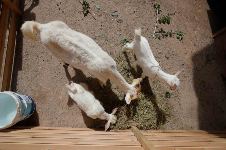 Antalya Doğal Yaşam Parkı’nda Annesiz Misafirlere Anneler Günü Kutlaması