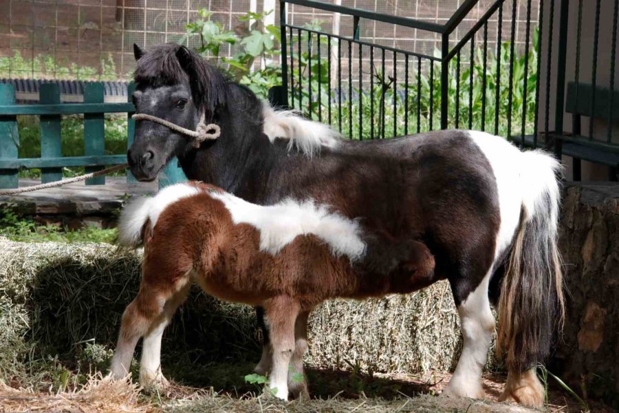 Antalya Doğal Yaşam Parkı’nda Annesiz Misafirlere Anneler Günü Kutlaması