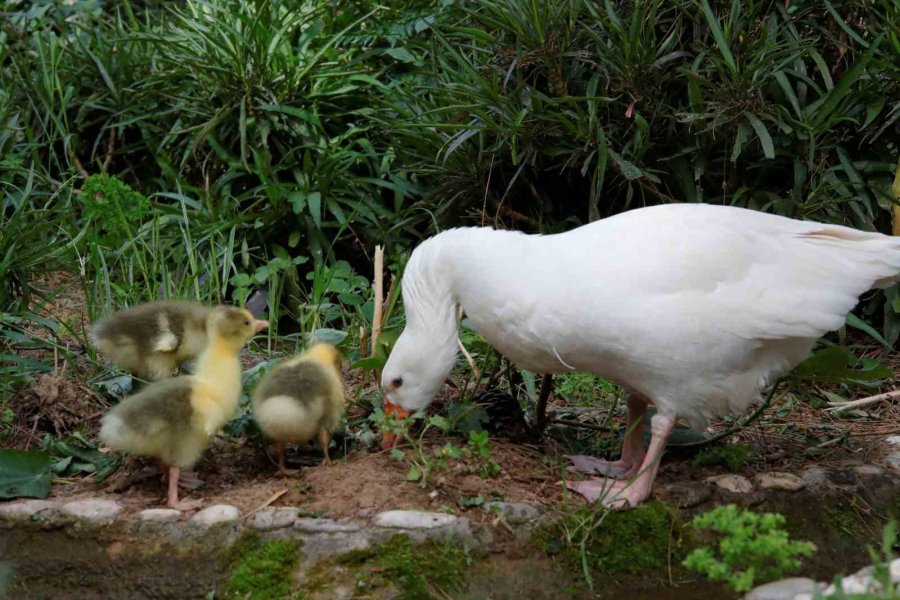 Antalya Doğal Yaşam Parkı’nda Annesiz Misafirlere Anneler Günü Kutlaması