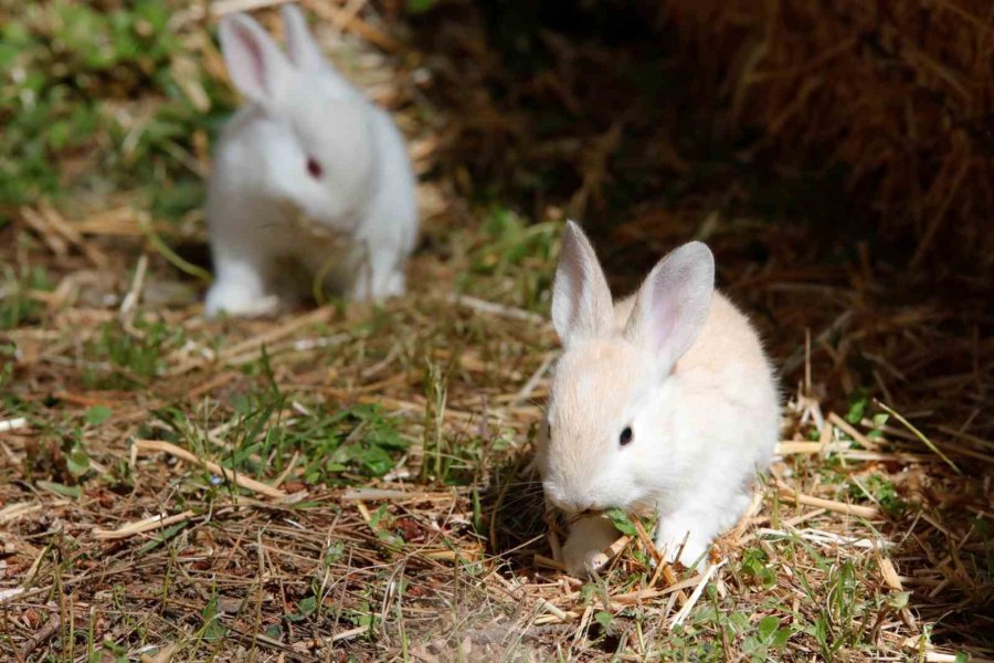 Antalya Doğal Yaşam Parkı’nda Annesiz Misafirlere Anneler Günü Kutlaması