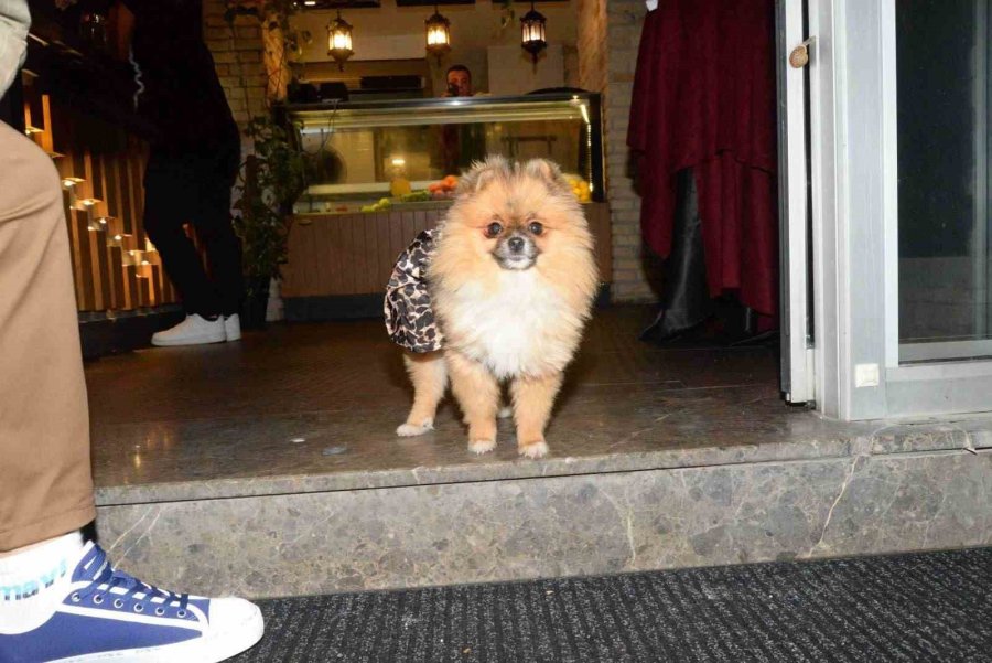 Güzellik Yarışmasında Birinci Seçilen Köpek Bir Hafta Sonra Ortadan Kayboldu