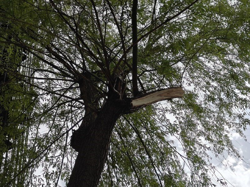 Rüzgarda Kırılan Ağaç Dalı Otomobillerin Üzerine Düştü