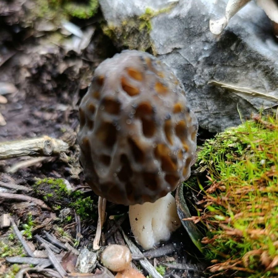 Bozkır’da Sahada Kuzu Göbeği İncelemesi