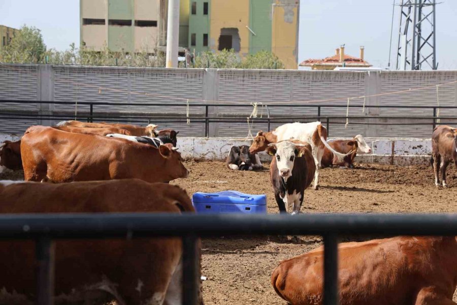 Konya’da Son Zamanlarda Kurbanlık Hayvan Seçiminin Yönü Bu Yıl Büyükbaş Hayvan Oldu