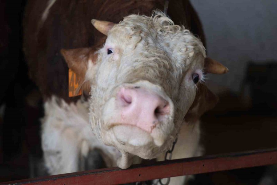 Konya’da Son Zamanlarda Kurbanlık Hayvan Seçiminin Yönü Bu Yıl Büyükbaş Hayvan Oldu
