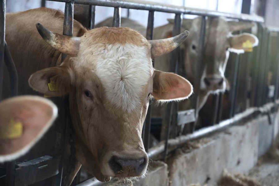 Konya’da Son Zamanlarda Kurbanlık Hayvan Seçiminin Yönü Bu Yıl Büyükbaş Hayvan Oldu