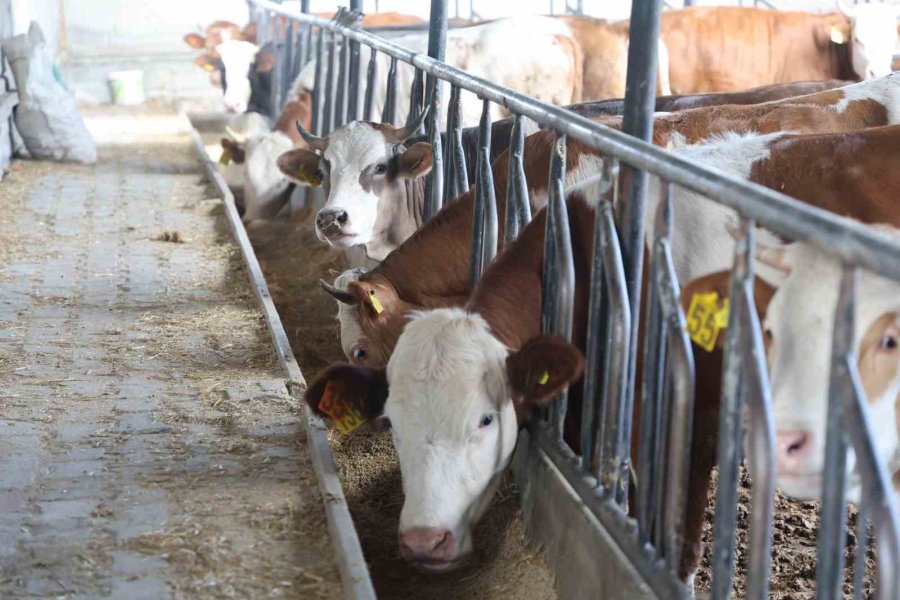 Konya’da Son Zamanlarda Kurbanlık Hayvan Seçiminin Yönü Bu Yıl Büyükbaş Hayvan Oldu