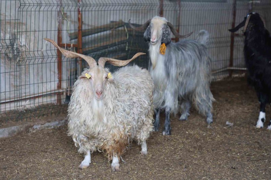 Konya’da Son Zamanlarda Kurbanlık Hayvan Seçiminin Yönü Bu Yıl Büyükbaş Hayvan Oldu