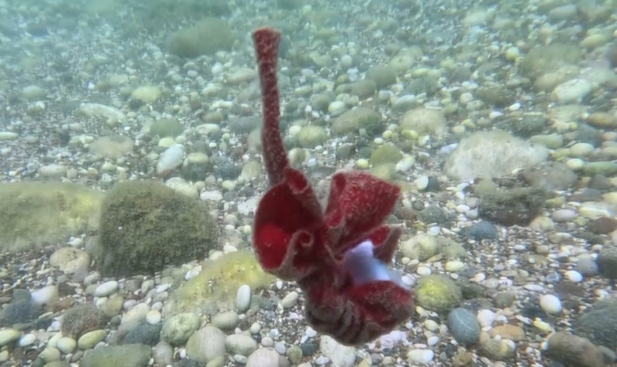 Antalya’da Deniz Dibindeki Hıdırellez Dilekleri Şaşırttı