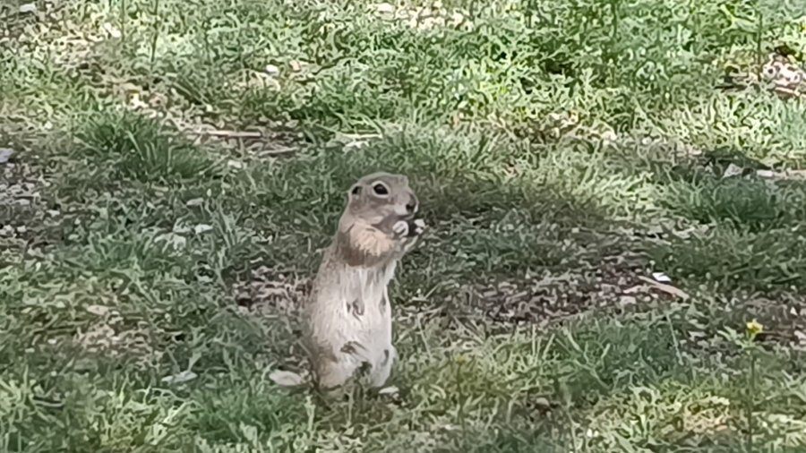 Havalar Isındı, Gelengiler Ortaya Çıktı