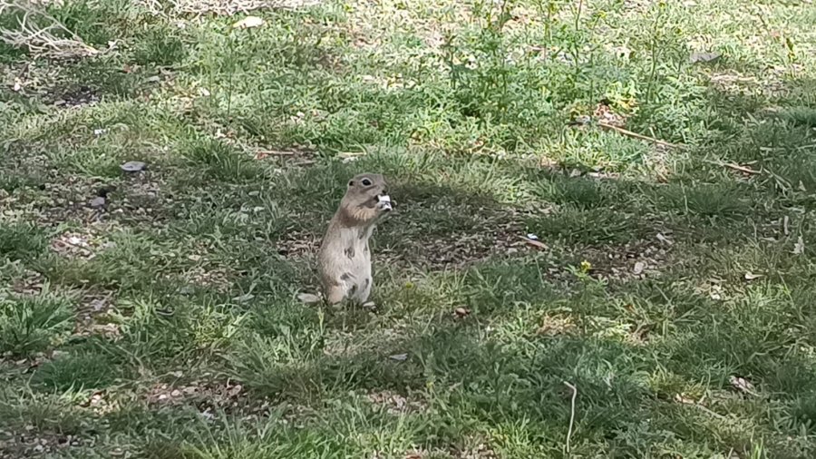 Havalar Isındı, Gelengiler Ortaya Çıktı