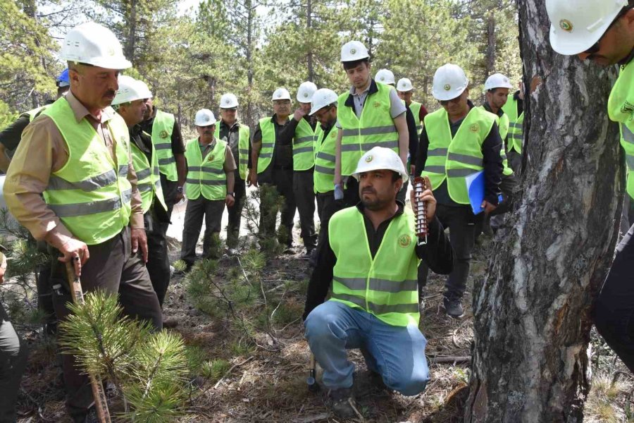 Beyşehir’de Ormancılar Ağaç Kesim Tekniklerini Öğrendi