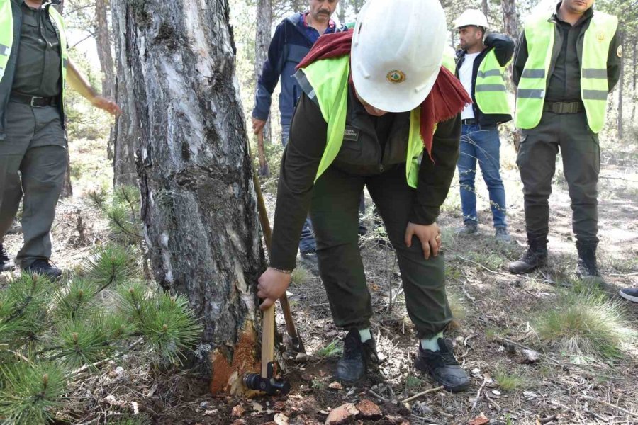 Beyşehir’de Ormancılar Ağaç Kesim Tekniklerini Öğrendi