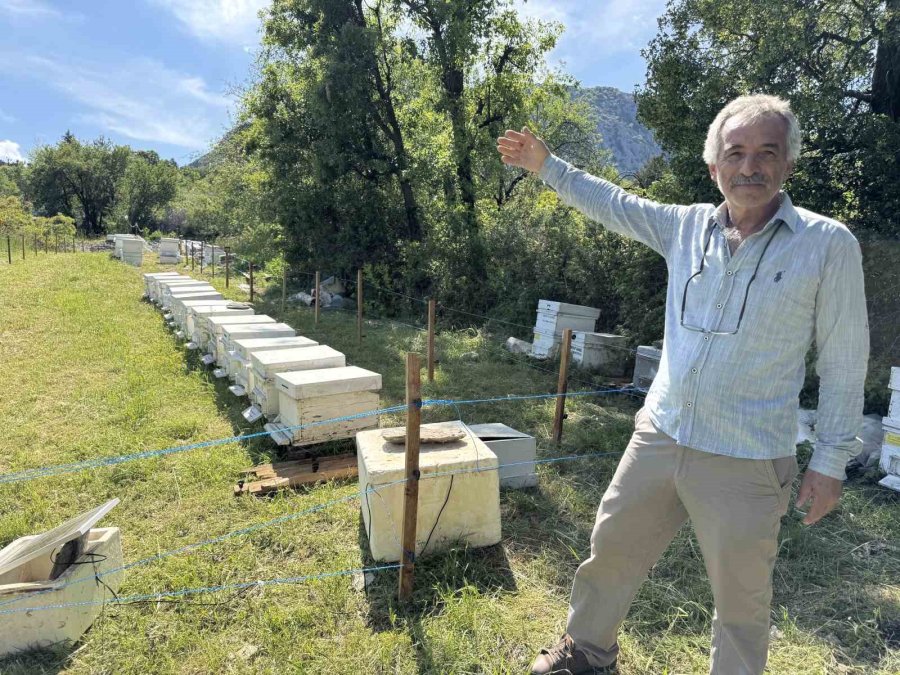 Antalya’da Arı Kovanlarına Dadanan Ayılara Elektrik Telli Önlem